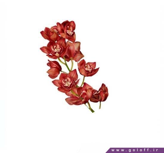 خرید آنلاین گل ارکیده سیمبیدیوم بنته - Cymbidium Orchid | گل آف
